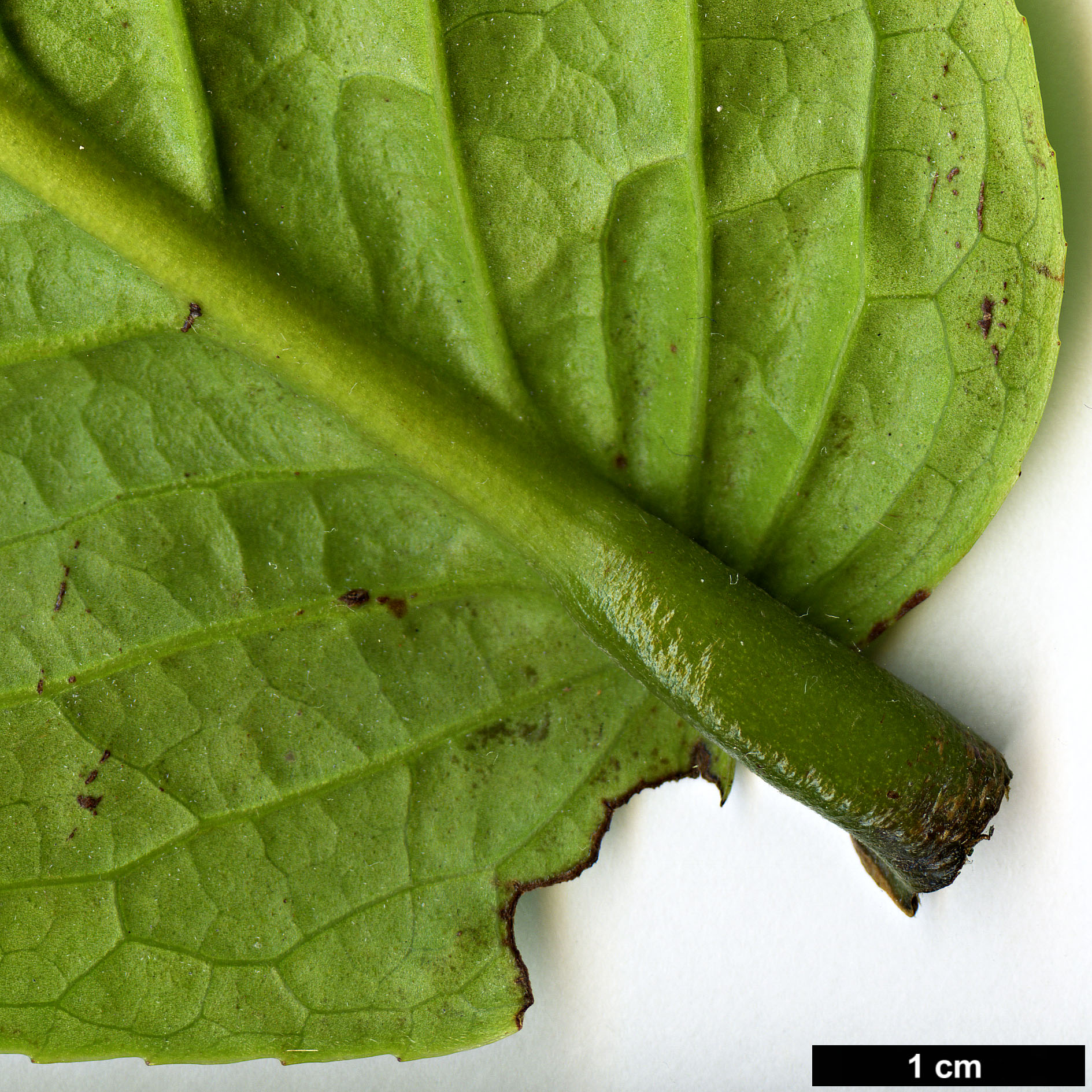 High resolution image: Family: Theaceae - Genus: Camellia - Taxon: species (Vietnam)